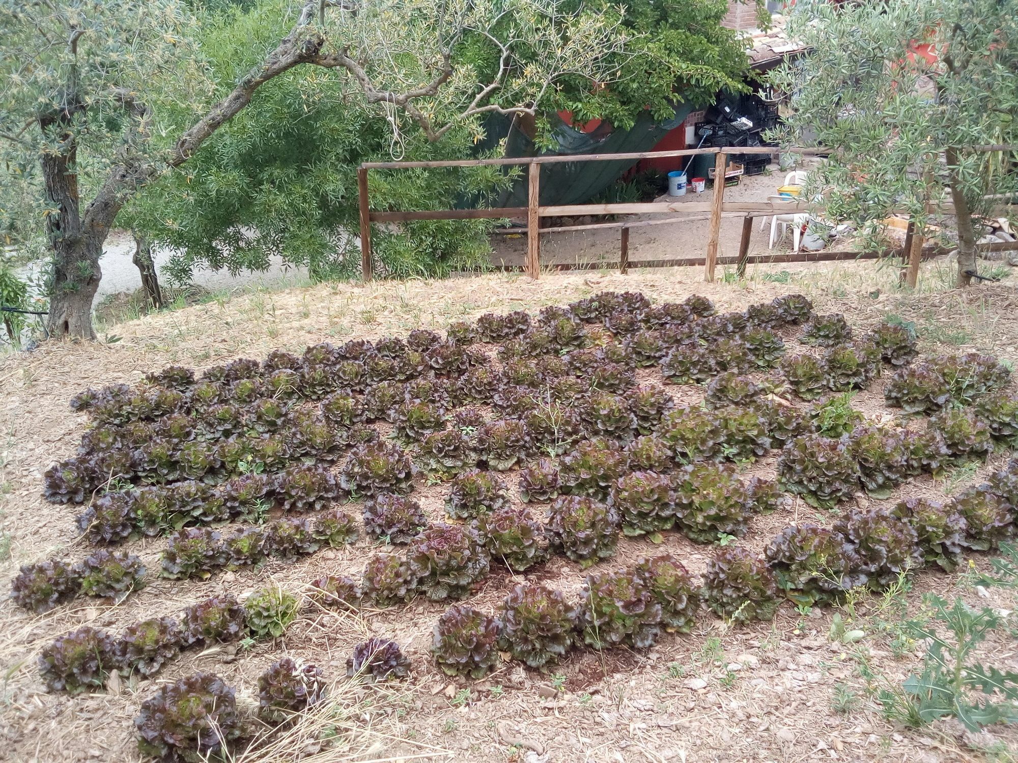 Agriturismo Al Poggetto Piana Degli Albanesi Esterno foto